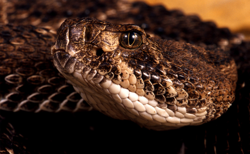 rattlesnakes - virginia rattlesnake removal