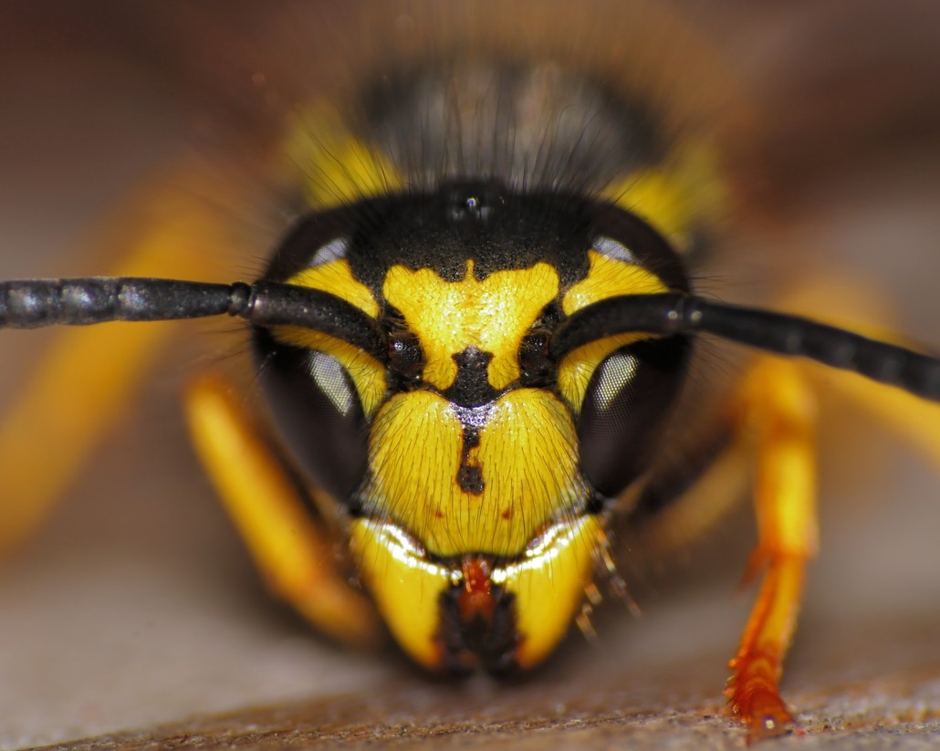 yellow jacket removal in virginia
