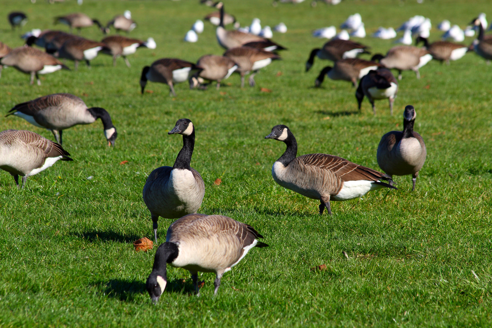Canada Geese, Goose Control, How To Get Rid Of Geese In Virginia1600 x 1066