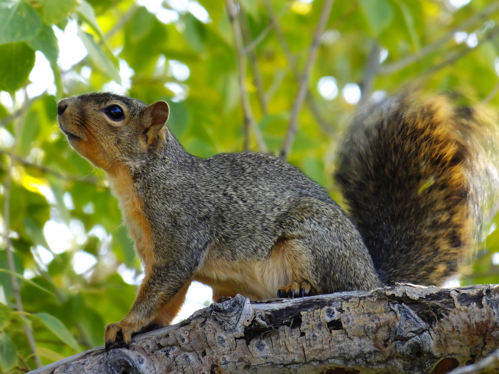 squirrels - virginia squirrel removal