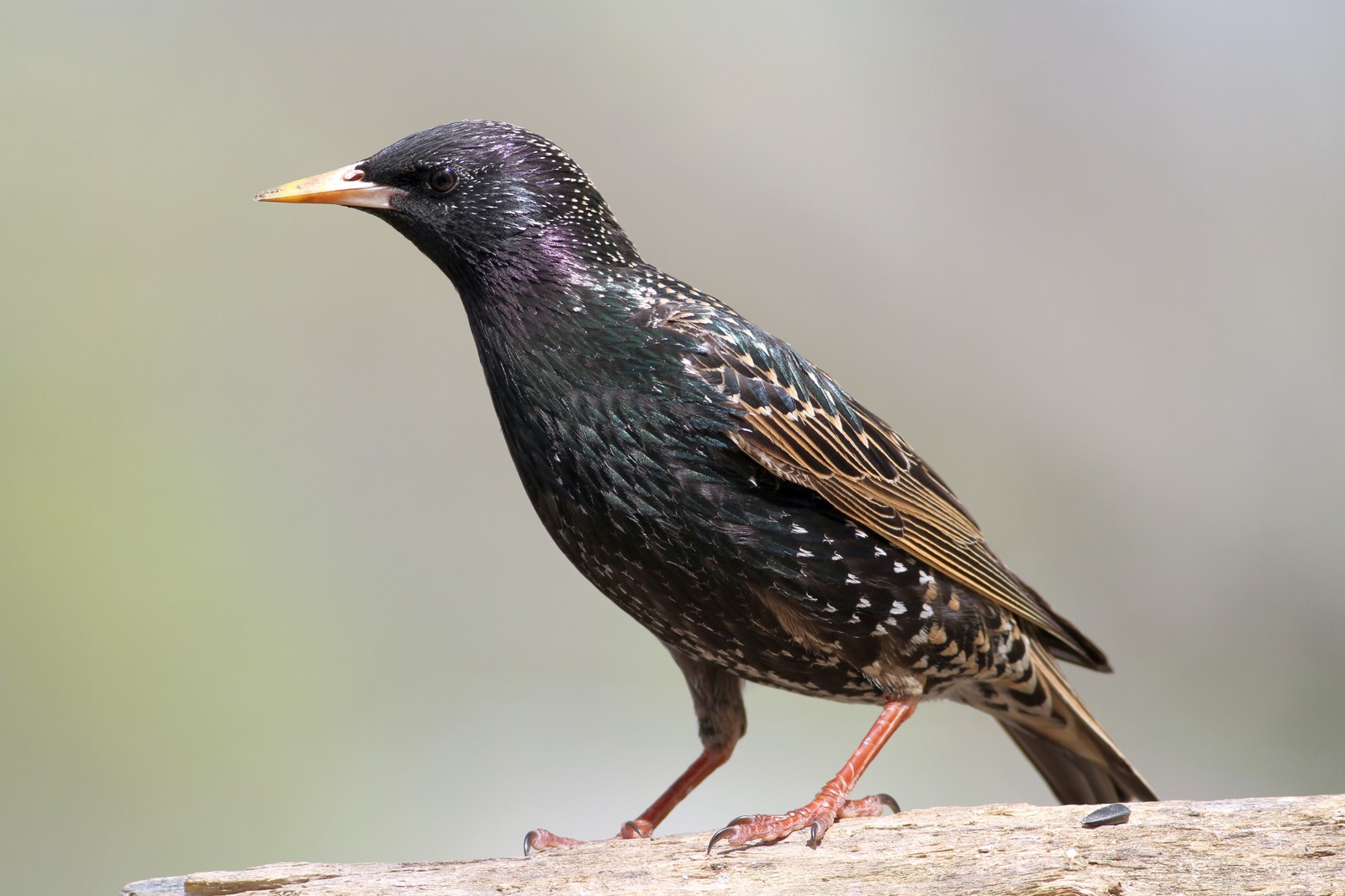 European Starlings Removal Bird Control Remove Birds In Vents
