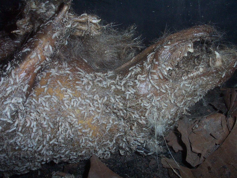 dead animal removal richmond virginia
