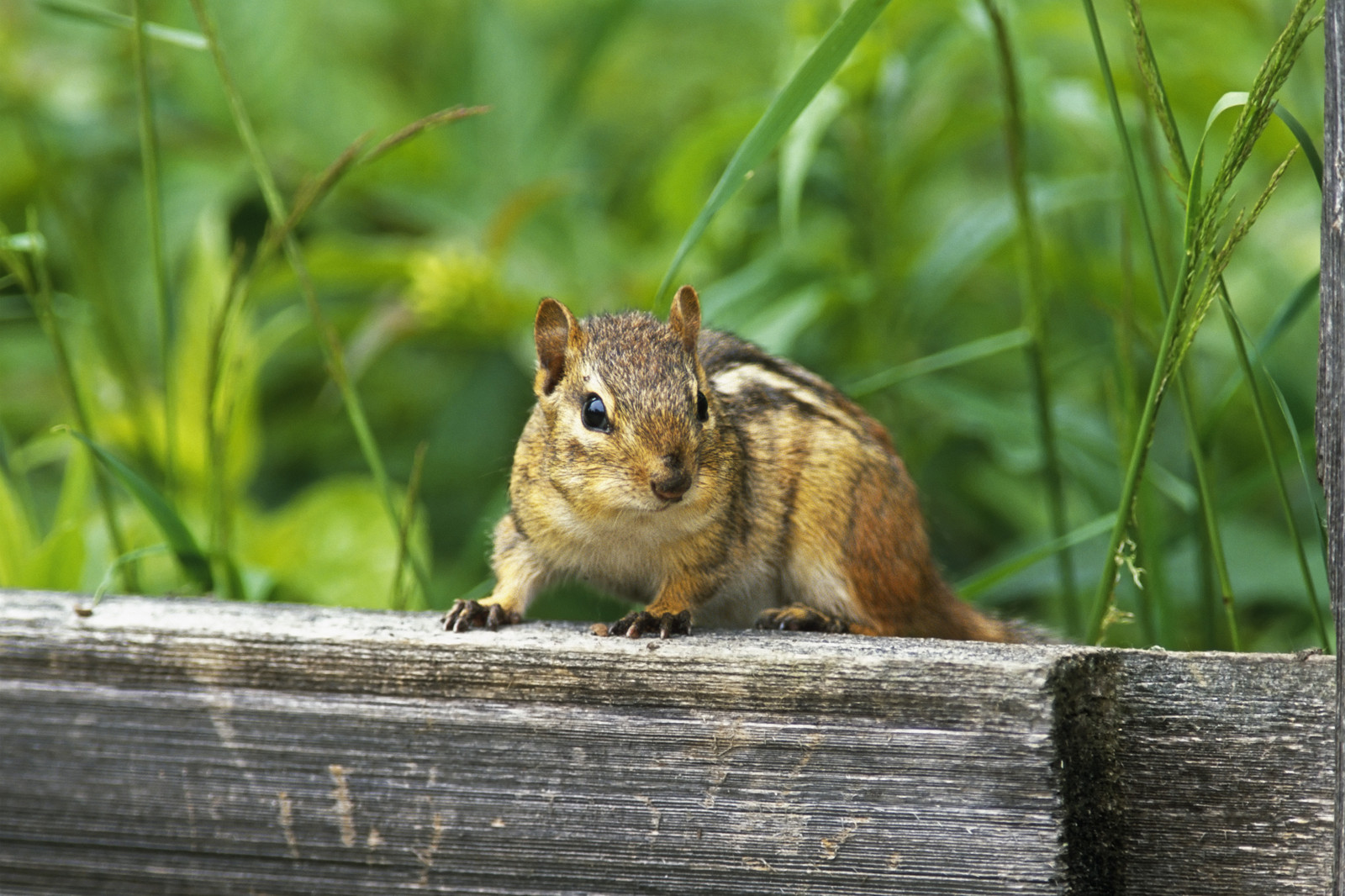 Chipmunk Removal  Safeway Wildlife & Pest Control