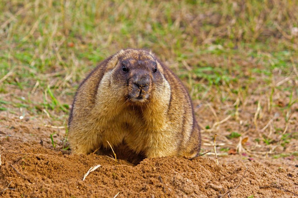 how to get rid of groundhogs and woodchucks