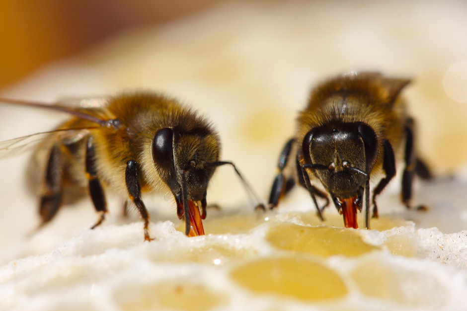 Bees Virginia Professional Wildlife Removal & Pest Control