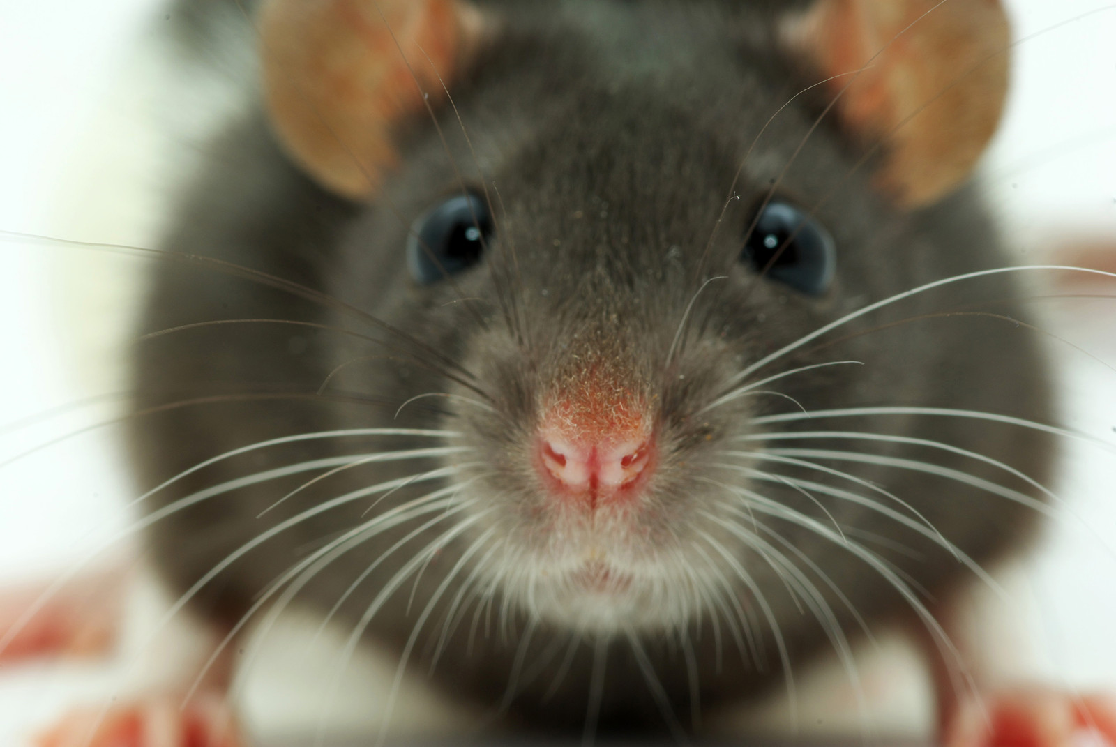 Rat Control, How To Get Rid Of Rats - Rodent Exterminators in Virginia