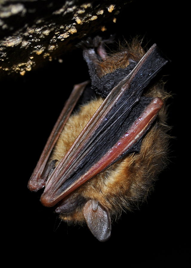 tri colored bat - also known as the eastern pipistrelle bat