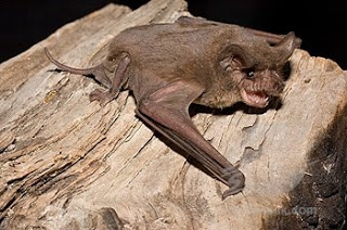 brazilian free-tailed bat