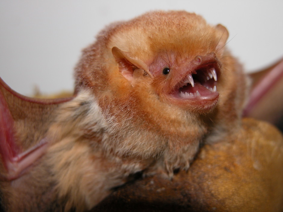 Eastern Red Bat Virginia Wildlife Removal