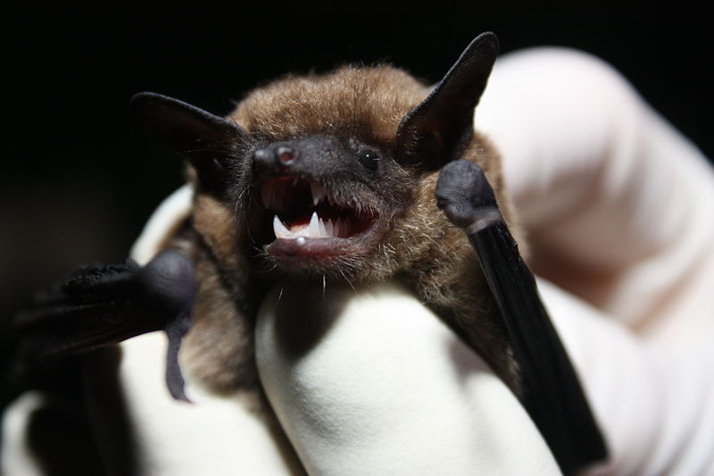 eastern small-footed bat