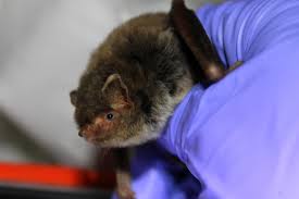 southeastern myotis bat