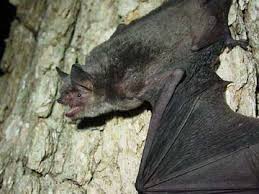 gray bat