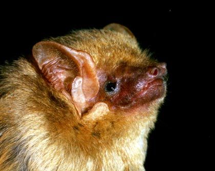 northern yellow bat