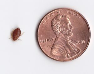bat-bug-removal-size-compared-to-a-penny