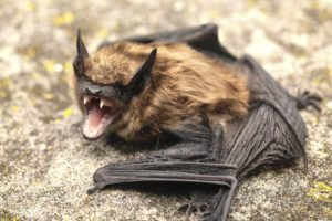 bat removal richmond va