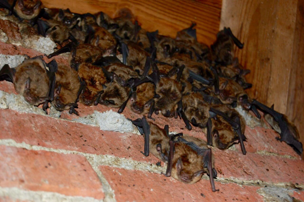 Bat Removal Richmond VA Bats In Attics Richmond VA Virginia Bat Pros