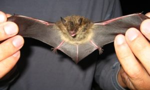 bats in homes