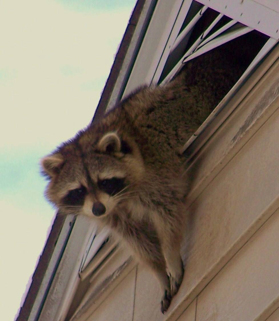 raccoon-removal-in-richmond-va-raccoon-in-attic-va-wildlife-removal
