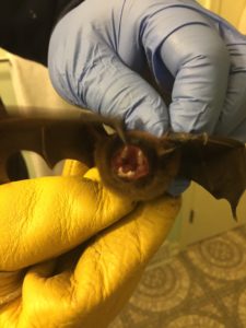 wintertime bat removal can't be done