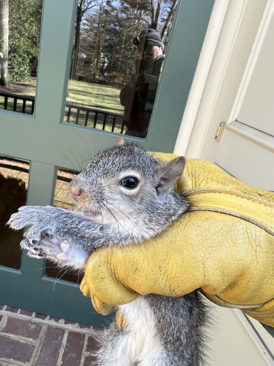 Squirrel Removal Get Rid of Squirrels in Your Attic